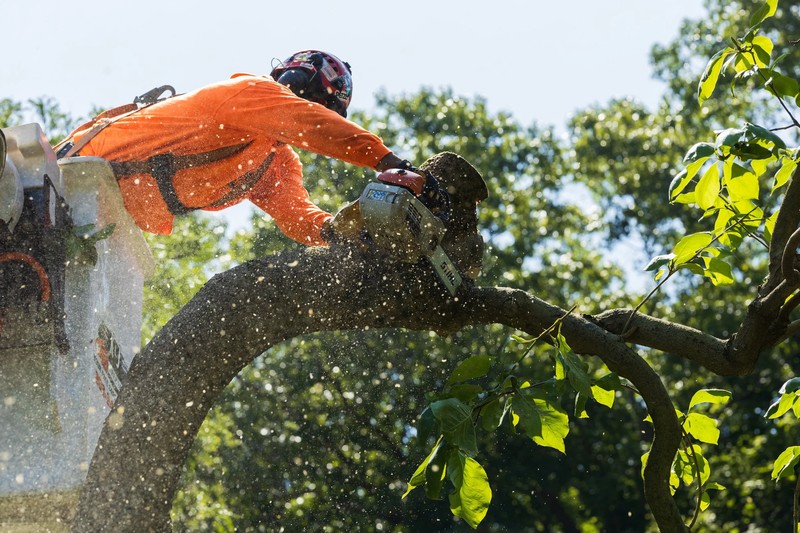 Quality Tree Service in Shelton for Tree Maintenance
