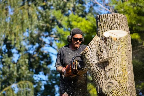 Certified Arborist Tree Removal Service Team
