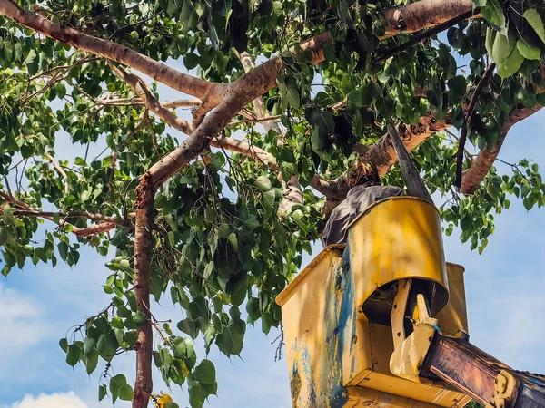 Tree Service Springfield IL Offering Same Day Service Options