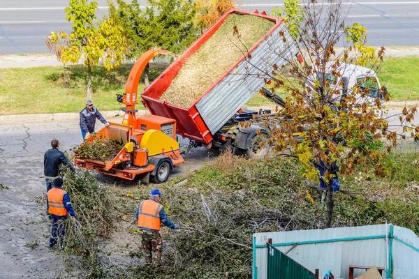 Tree Removal Service Mobile Designed for Safe Tree Removal