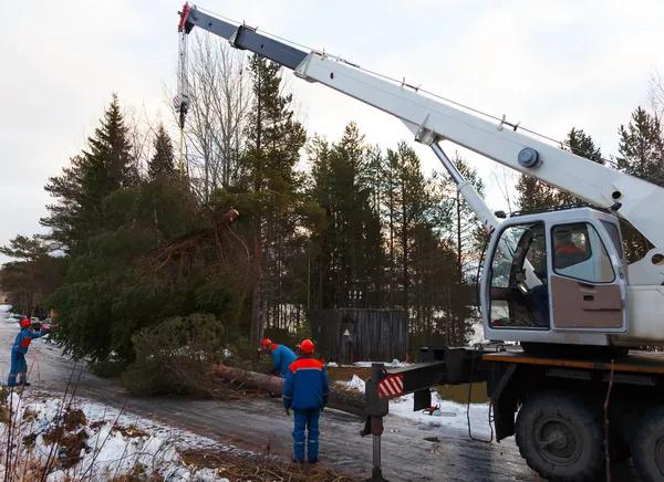 Trusted Tree Service Experts Near You